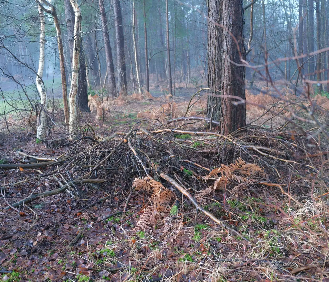 Brush & Overgrowth Removal