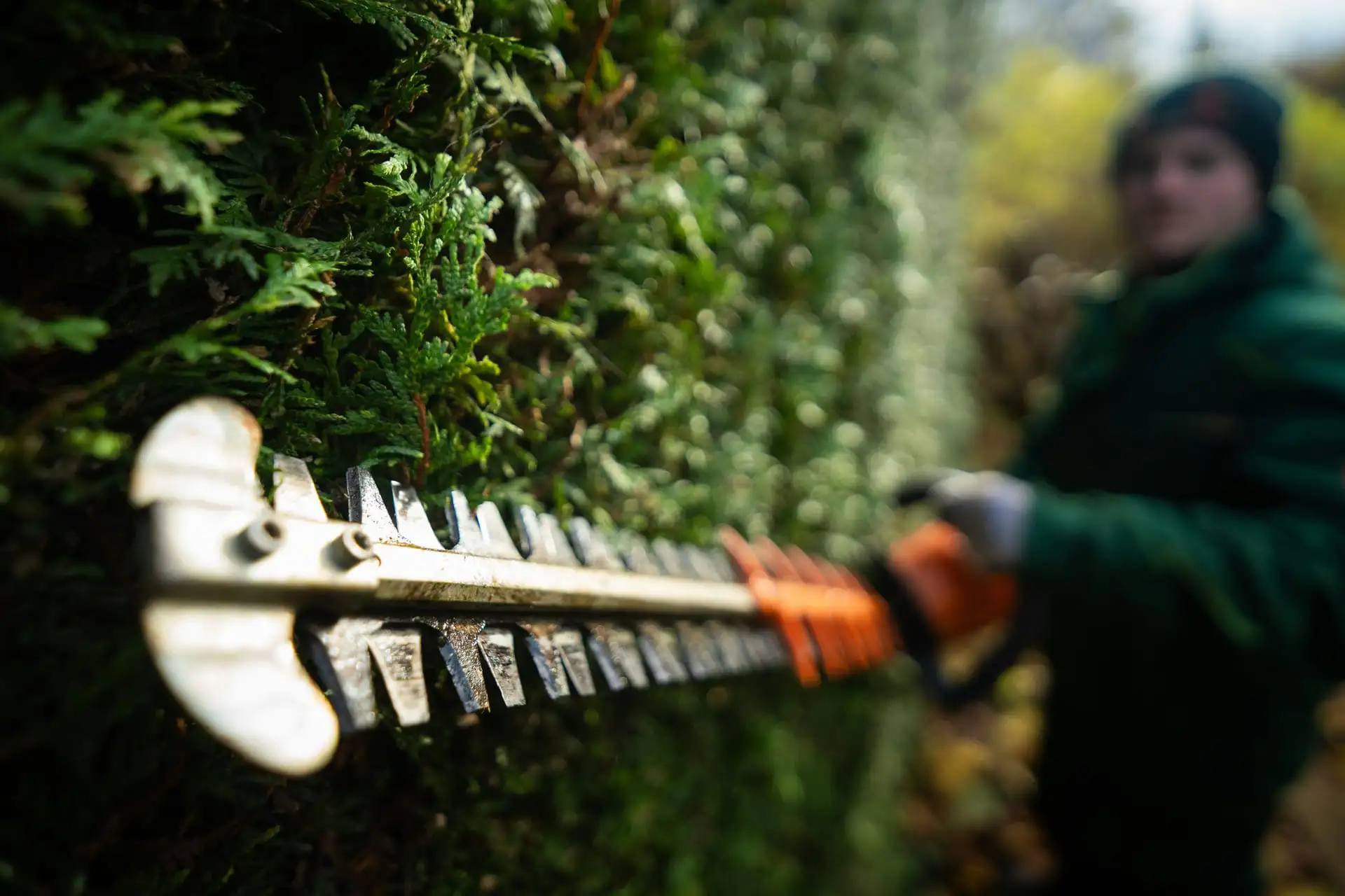 Hedge & Shrub Trimming