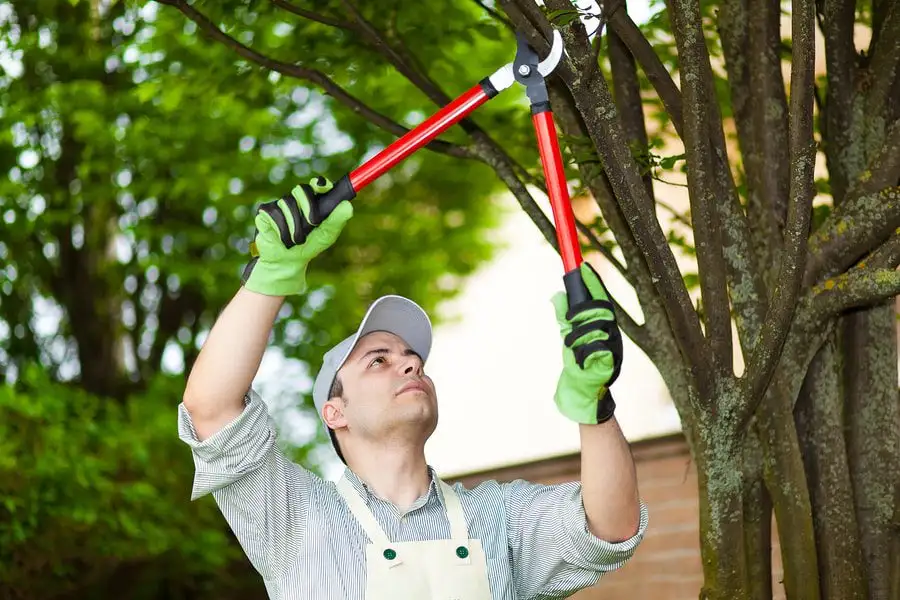 Tree & Limb Trimming